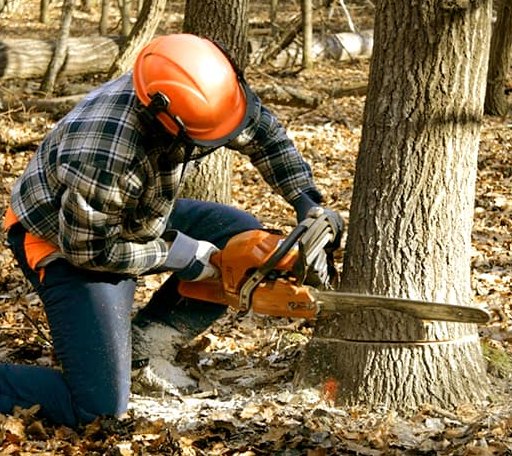 Tree Removal in Hope, ND